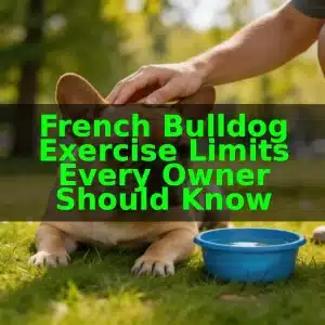 French Bulldog Exercise Limits Every Owner Should Know