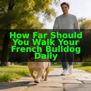 How Far Should You Walk Your French Bulldog Daily