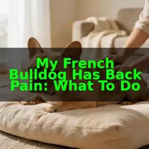 My French Bulldog Has Back Pain: What To Do