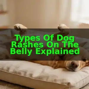 Types Of Dog Rashes On The Belly Explained