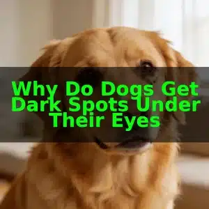 Why Do Dogs Get Dark Spots Under Their Eyes