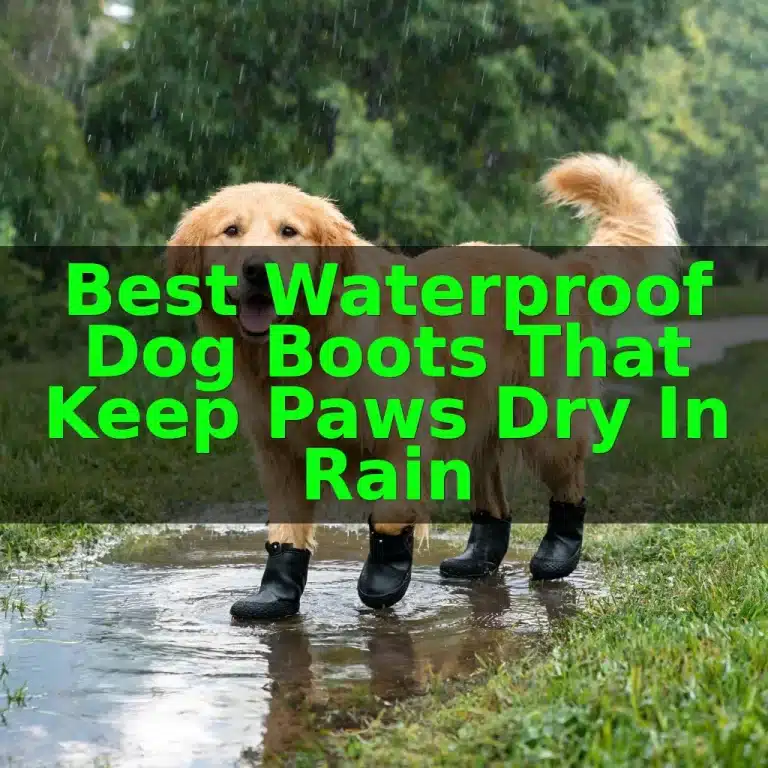 Best Waterproof Dog Boots That Keep Paws Dry in Rain