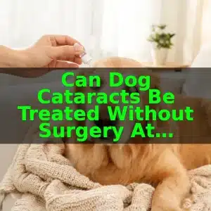 Can Dog Cataracts Be Treated Without Surgery at Home?