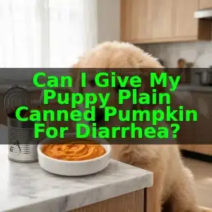 Can I Give My Puppy Plain Canned Pumpkin for Diarrhea?
