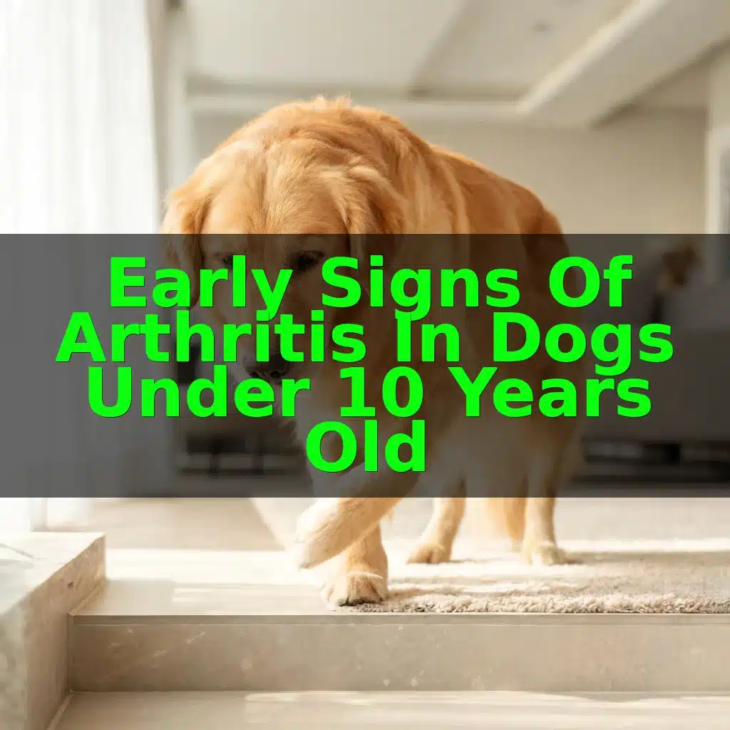 Early Signs of Arthritis in Dogs Under 10 Years Old