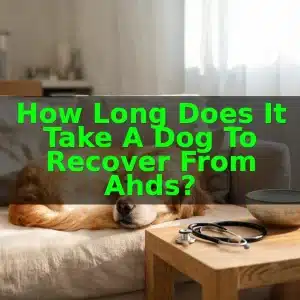 How Long Does It Take a Dog to Recover From AHDS?