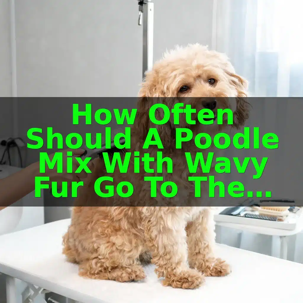 How Often Should a Poodle Mix With Wavy Fur Go to the Groomer