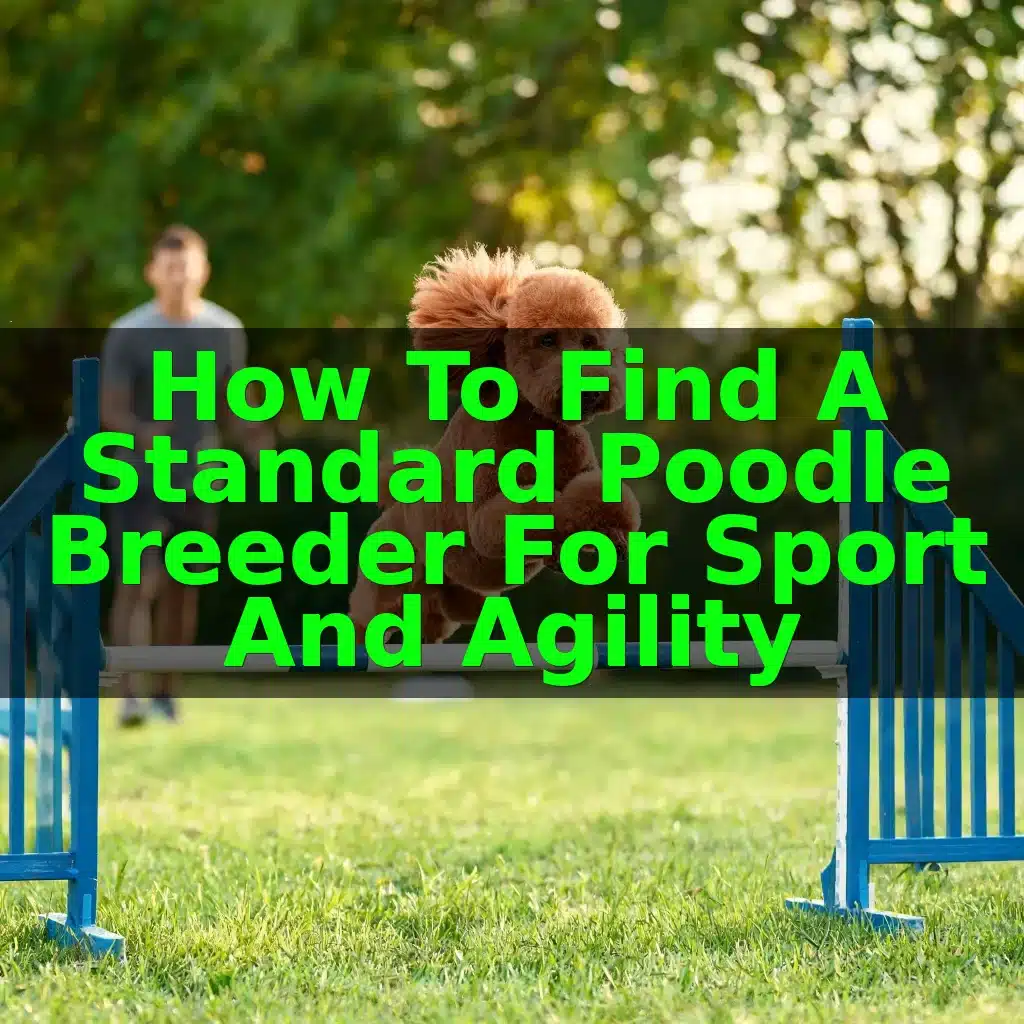 How to Find a Standard Poodle Breeder for Sport and Agility