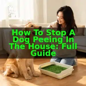 How to Stop a Dog Peeing in the House: Full Guide