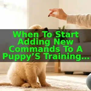 When To Start Adding New Commands To A Puppy’s Training Routine