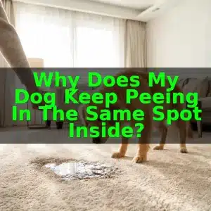 Why Does My Dog Keep Peeing in the Same Spot Inside?
