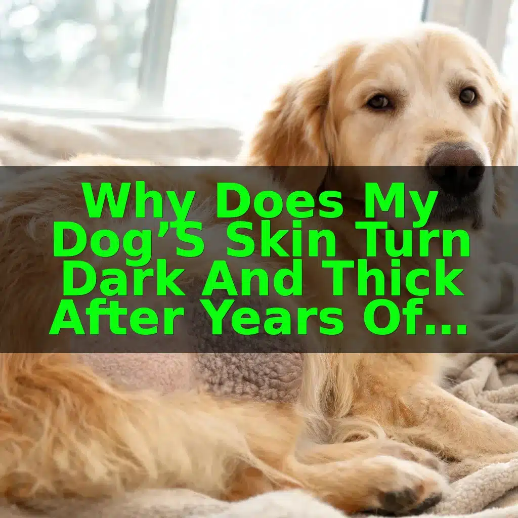Why Does My Dog’s Skin Turn Dark and Thick After Years of Allergy Treatment?