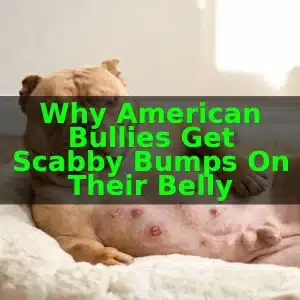 Why American Bullies Get Scabby Bumps on Their Belly