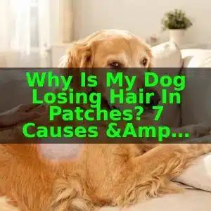 Why Is My Dog Losing Hair in Patches? 7 Causes & Treatment 2 Why Is My Dog Losing Hair in Patches? 7 Causes & Treatment