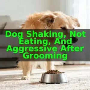 Dog Shaking, Not Eating, and Aggressive After Grooming 7 Dog Shaking, Not Eating, and Aggressive After Grooming