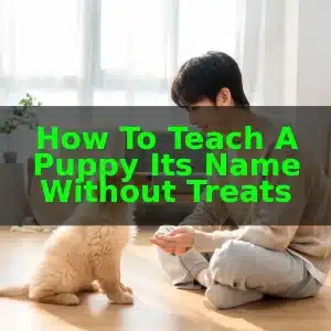 How to Teach a Puppy Its Name Without Treats 7 How to Teach a Puppy Its Name Without Treats