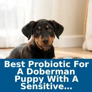 Best Probiotic for a Doberman Puppy With a Sensitive Stomach 7 Best Probiotic for a Doberman Puppy With a Sensitive Stomach