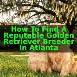 How to Find a Reputable Golden Retriever Breeder in Atlanta 9 How to Find a Reputable Golden Retriever Breeder in Atlanta