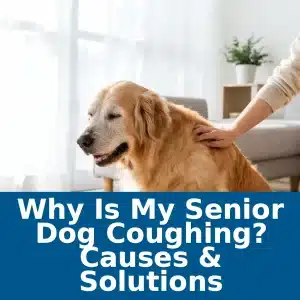 Why Is My Senior Dog Coughing? Causes & Solutions 1 Why Is My Senior Dog Coughing? Causes & Solutions