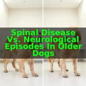 Spinal Disease vs. Neurological Episodes in Older Dogs