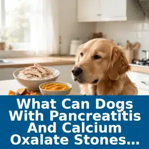 What Can Dogs With Pancreatitis and Calcium Oxalate Stones Eat? 8 What Can Dogs With Pancreatitis and Calcium Oxalate Stones Eat?