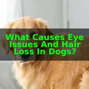 What Causes Eye Issues and Hair Loss in Dogs? 7 What Causes Eye Issues and Hair Loss in Dogs?