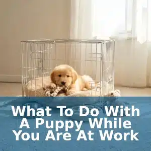 What To Do With a Puppy While You Are at Work 7 What To Do With a Puppy While You Are at Work