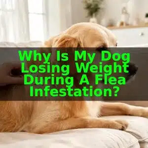 Why Is My Dog Losing Weight During a Flea Infestation? 8 Why Is My Dog Losing Weight During a Flea Infestation?