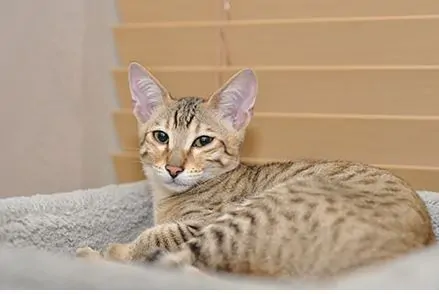 Savannah Cat Breed