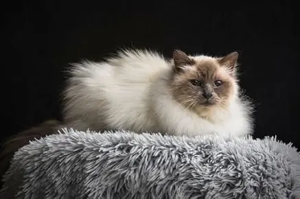 Birman cat breed