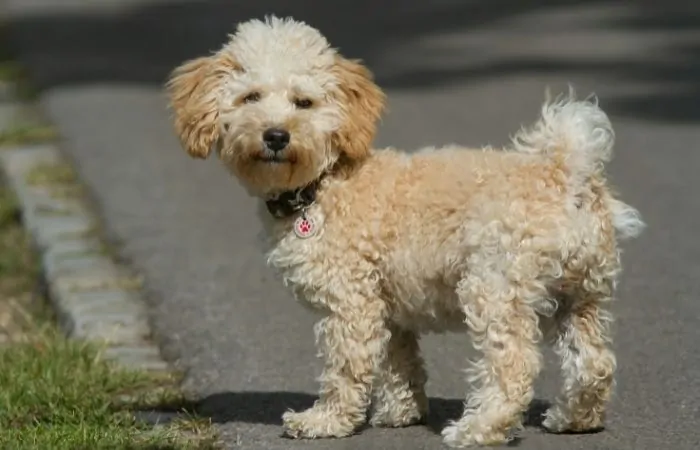cavapoo looking at food