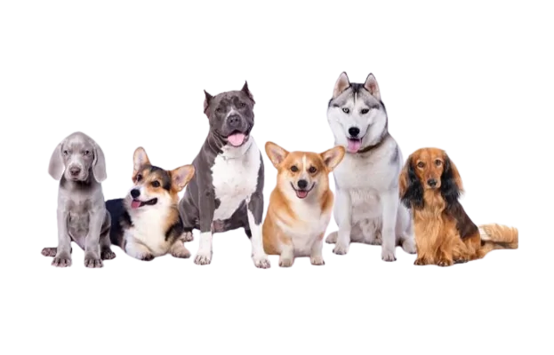 dog food for any breeds