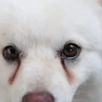 Best Dog Food For Tear Stains (Top Picks and Reviews)