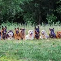 The 7 Most Hypoallergenic Dog Breeds