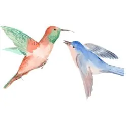 Basics of Birds