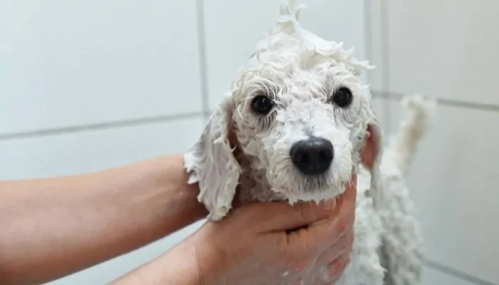 Conditioning Spray for Poodles dog