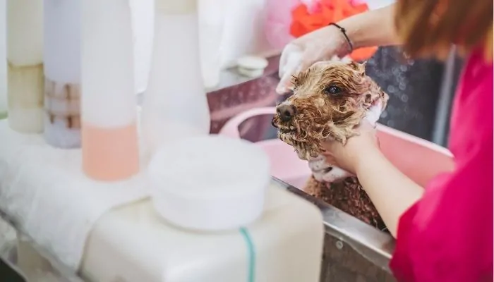 What to look for in a conditioning spray