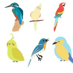 Bird Species