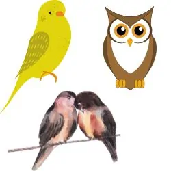 How Birds Behave