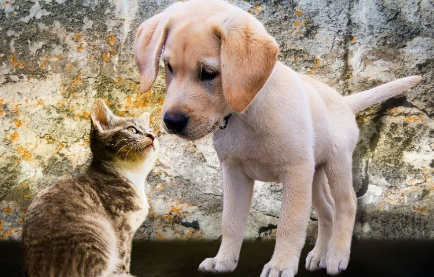 dog to stop biting my cats