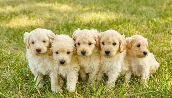 How Many Puppies Can a Poodle Have