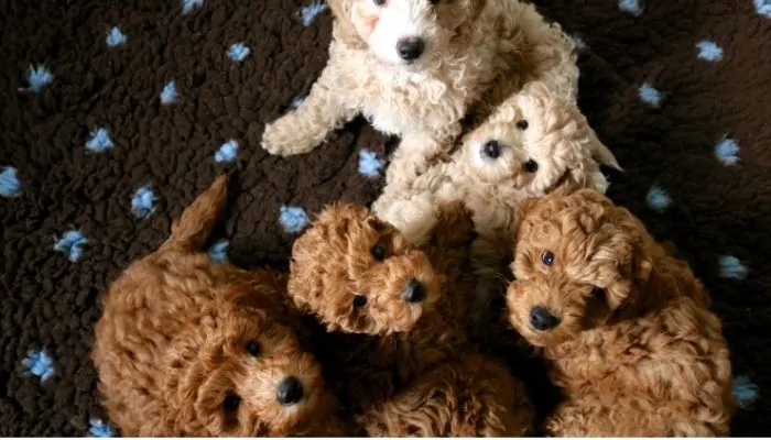 How many puppies can a Standard Poodle