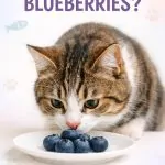 Can Cats Eat Blueberries Safe Treat or Hidden Risk