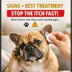 French Bulldog Ear Infection Signs And Best Treatment (Must-Know Fix!)