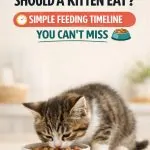 How Often Should A Kitten Eat