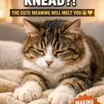Why Do Cats Knead Cute Meaning Explained Why Cats Make Biscuits