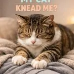 Why Does My Cat Knead Me? The Sweet Truth Behind It